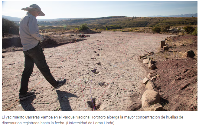 Descubrieron 16.600 huellas de dinosaurios en Bolivia: “Muestran una diversidad y comportamientos nunca vistos”, dijo el líder del estudio