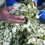 El Gobierno aclara que las actividades en la comercialización de la coca no se detendrán