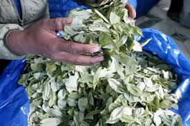 El Gobierno aclara que las actividades en la comercialización de la coca no se detendrán