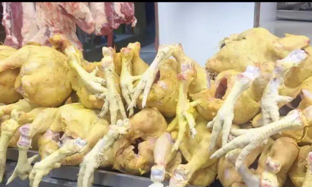 Productores reportan pérdidas ante la baja del precio del kilo de pollo en los mercados