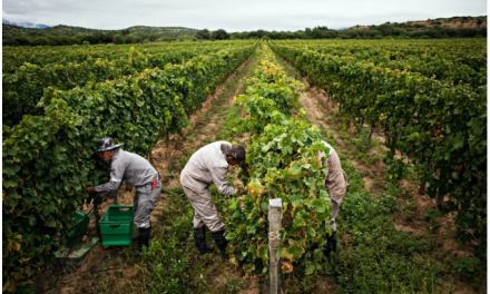 Banco Mundial evalúa programas productivos e inversiones en el agro