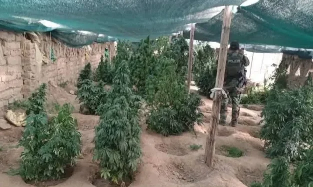 En medio de disparos y dinamitas, destruyen 71 toneladas de marihuana sembradas en invernaderos en Oruro