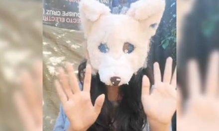 Video: boliviana que se identifica como zorro ártico explica el significado de ser therian 