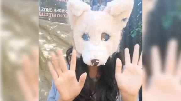 Video: boliviana que se identifica como zorro ártico explica el significado de ser therian 