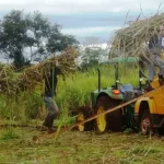 Cañeros urgen soluciones al Gobierno y advierten que si se reduce el volumen de etanol será “catastrófico” para el sector