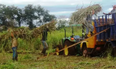 Cañeros urgen soluciones al Gobierno y advierten que si se reduce el volumen de etanol será “catastrófico” para el sector