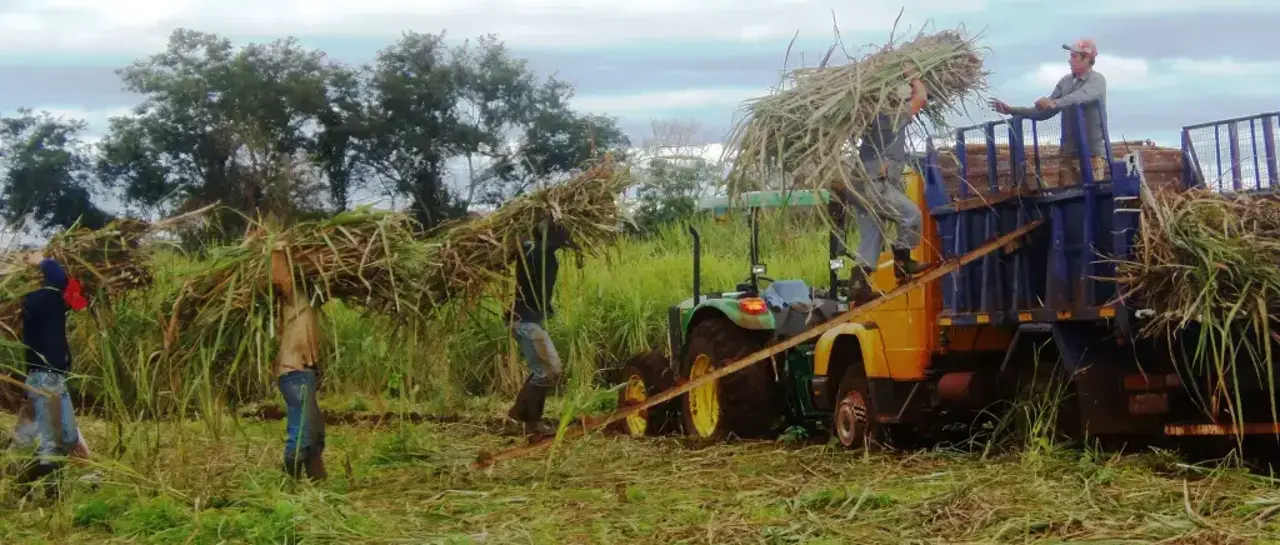 Cañeros urgen soluciones al Gobierno y advierten que si se reduce el volumen de etanol será “catastrófico” para el sector