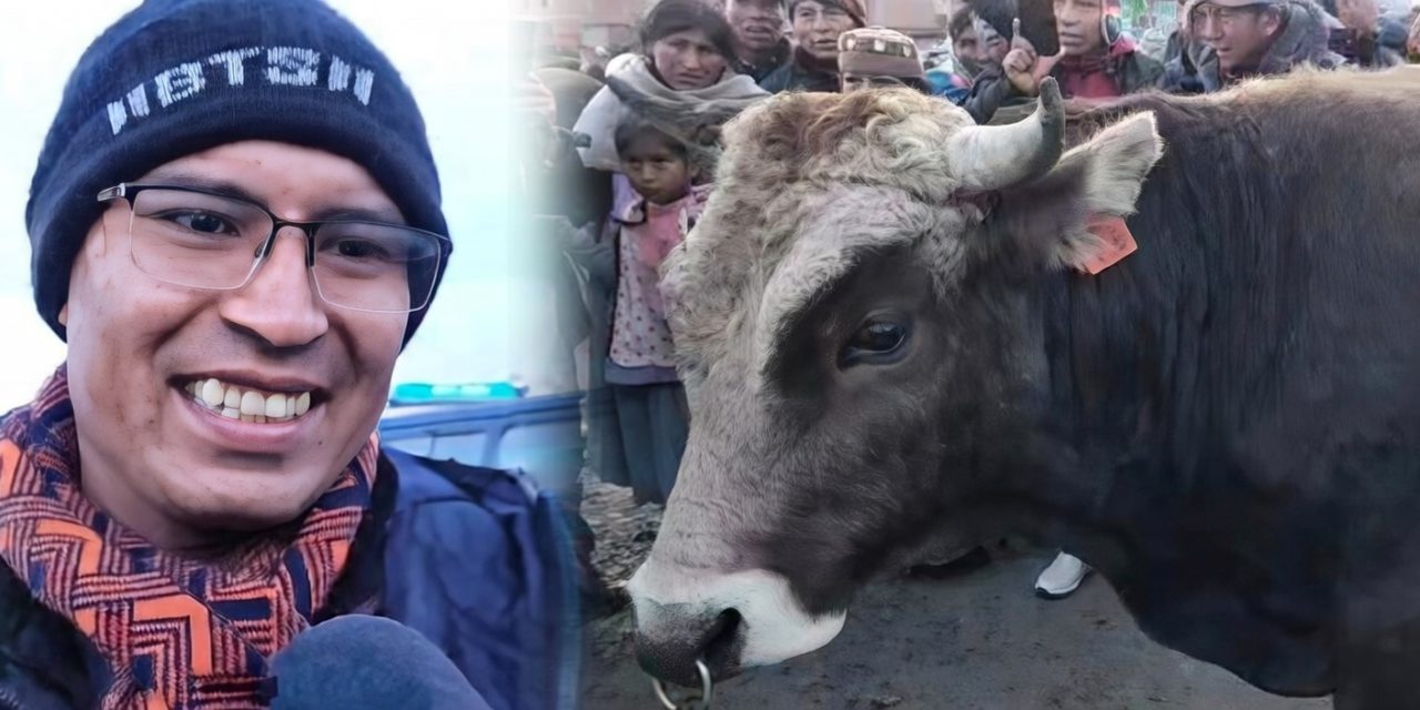 Senador Condori subasta su toro para impulsar referéndum de reducción salarial a legisladores