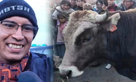 Senador Condori subasta su toro para impulsar referéndum de reducción salarial a legisladores