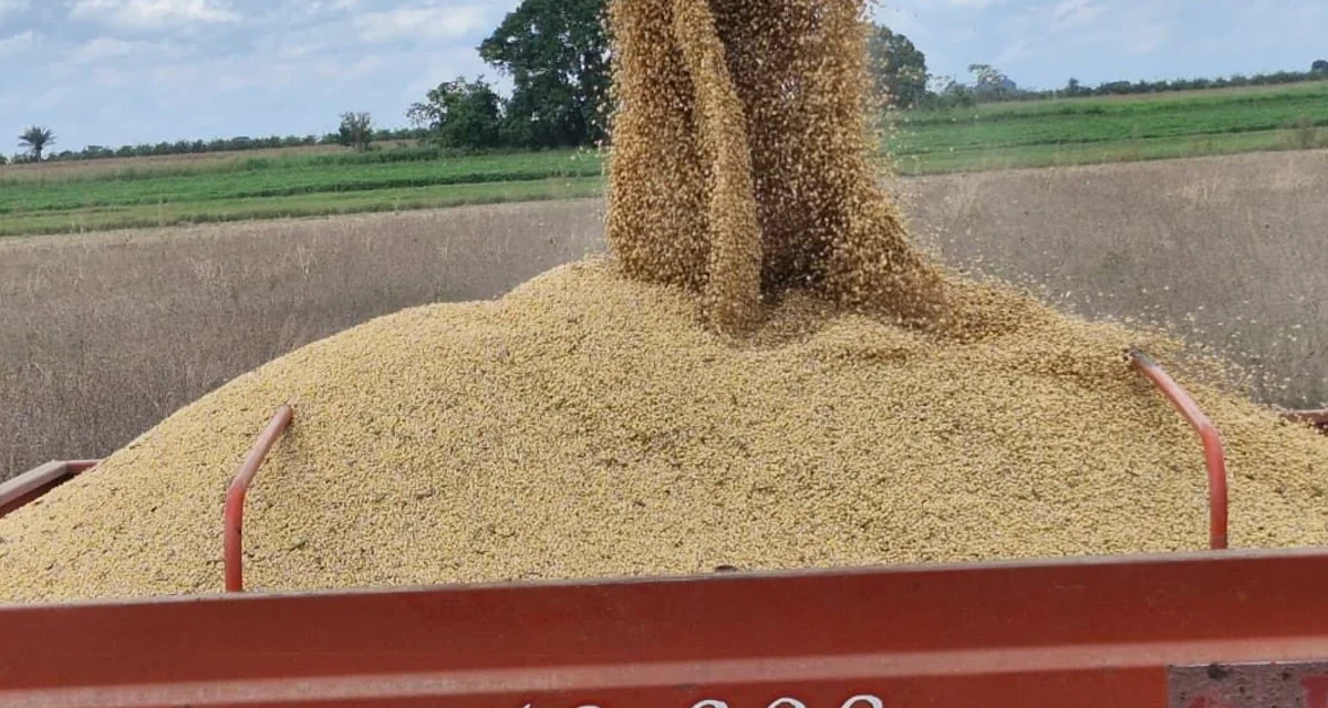 Gobierno oficializa arancel cero para la importación de soya hasta fin de año
