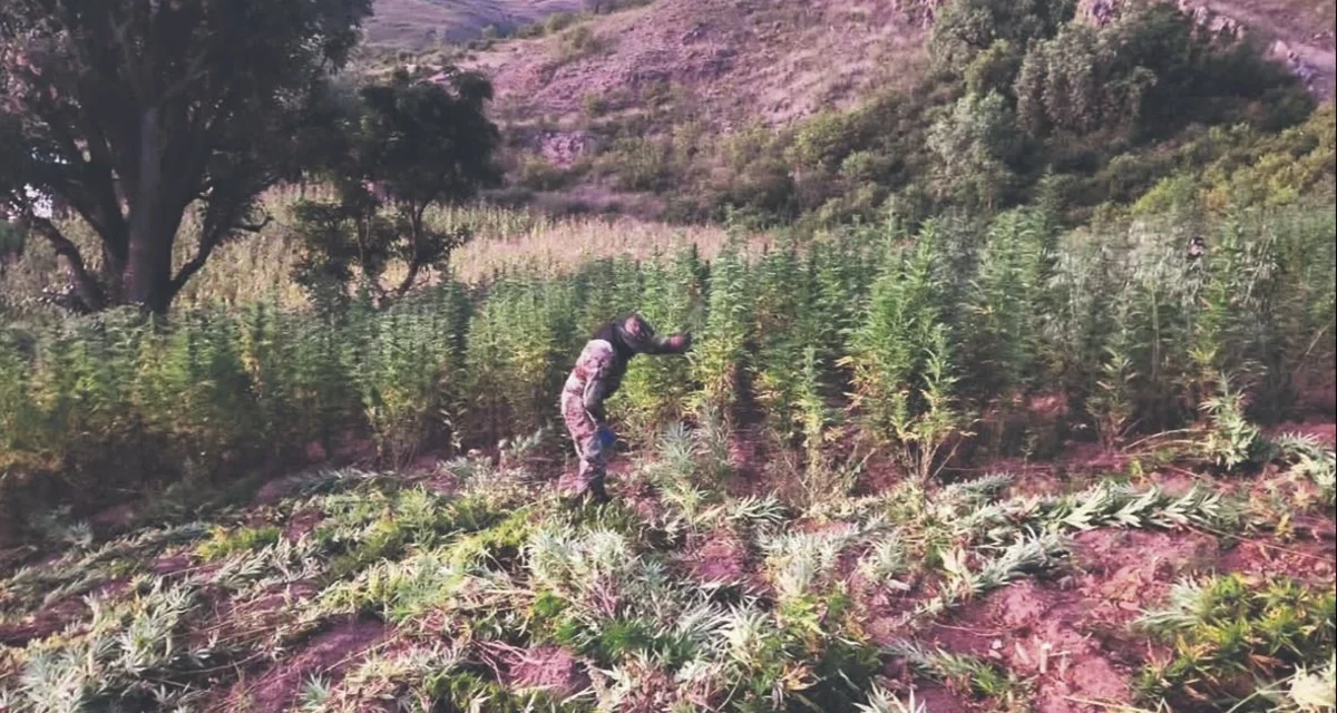 Bolivia también produce la marihuana ICE; desde enero se detectó más de una tonelada