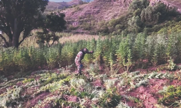 Bolivia también produce la marihuana ICE; desde enero se detectó más de una tonelada