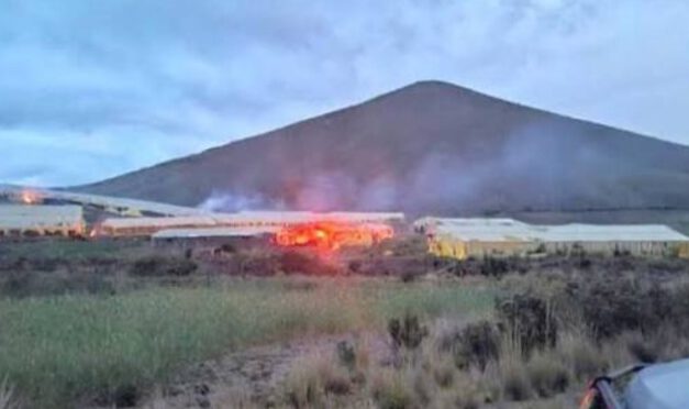 Golpe al narcotráfico: destruyen megacultivos en Potosí y detectan nuevas rutas y métodos de camuflaje