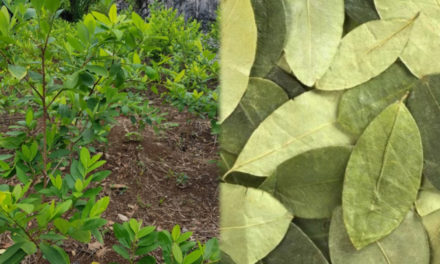 Gobierno inicia erradicación de coca excedentaria en el Chapare y apunta a reducir hasta 10.000 hectáreas ilegales