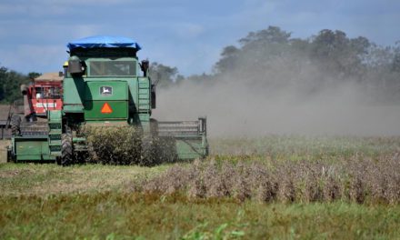 Nuevo guiño a Santa Cruz: autorizan biotecnología HB4 para la soya