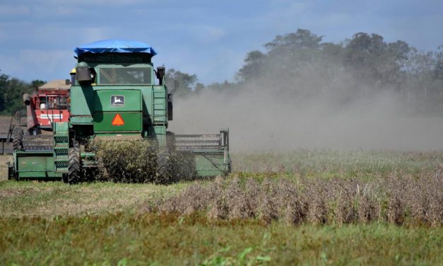 Nuevo guiño a Santa Cruz: autorizan biotecnología HB4 para la soya