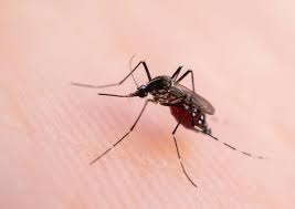 Potosí reporta 31 casos de chikungunya y declara emergencia sanitaria
