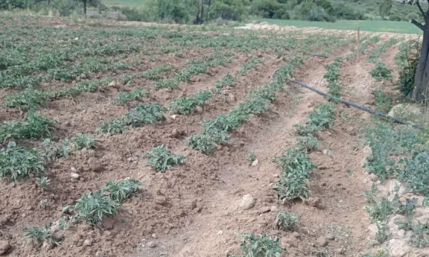 Tarata alista declaratoria de zona de desastre debido a la sequía que afecta su producción
