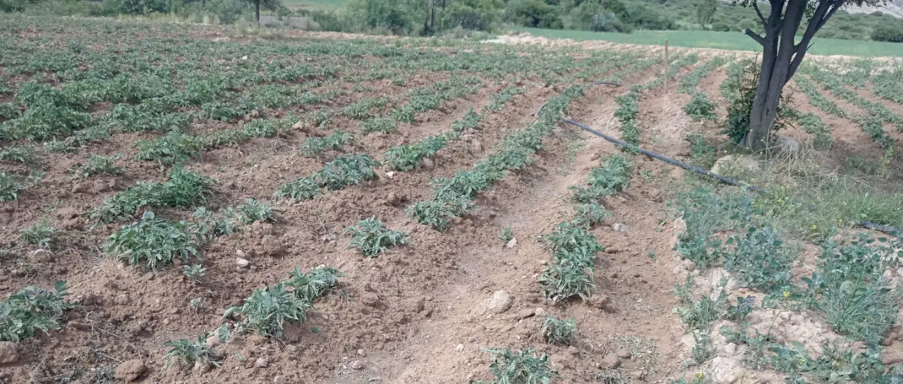 Tarata alista declaratoria de zona de desastre debido a la sequía que afecta su producción