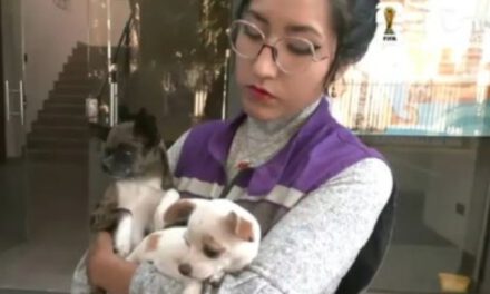 Rescatan 21 perros de criadero clandestino en Cochabamba que vivían en condiciones precarias