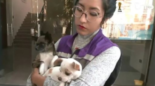Rescatan 21 perros de criadero clandestino en Cochabamba que vivían en condiciones precarias