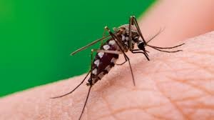 Chikungunya avanza en Potosí: declaran alerta epidemiológica por brote inédito