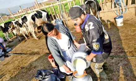 Crisis en el sector lechero: productores venden ganado y alertan riesgo de desabastecimiento