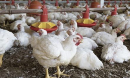 Avicultores advierten una quiebra total por los bloqueos y denuncian agresiones a camiones con pollo