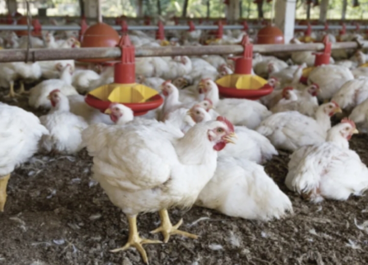Avicultores advierten una quiebra total por los bloqueos y denuncian agresiones a camiones con pollo