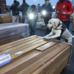 Incautación de droga en cargamentos de madera abre debate sobre controles y exportaciones bolivianas