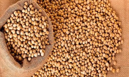 Anapo alerta que la falta de diésel pone en riesgo la campaña de invierno y la producción de soya