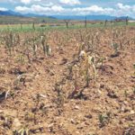 La sequía golpea a seis departamentos y pone a 26 municipios en emergencia