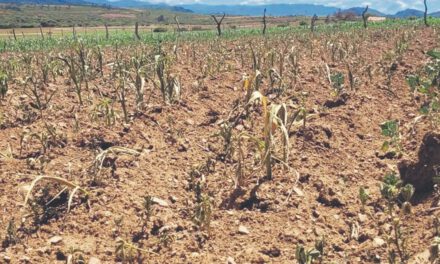 La sequía golpea a seis departamentos y pone a 26 municipios en emergencia