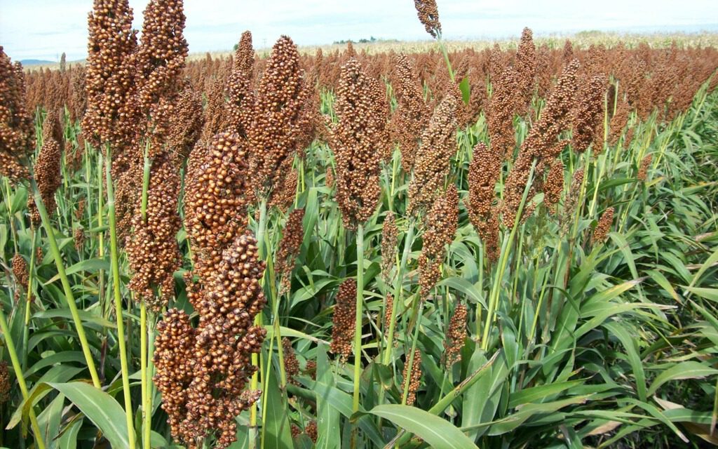 El sorgo madura, las máquinas están paradas: la falta de diésel amenaza la cosecha