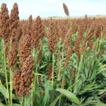 El sorgo madura, las máquinas están paradas: la falta de diésel amenaza la cosecha
