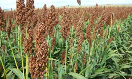 El sorgo madura, las máquinas están paradas: la falta de diésel amenaza la cosecha