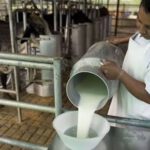 Productores de leche advierten aumento de precios si el diésel llega a Bs 18
