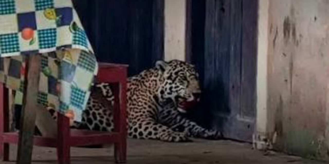 Acusado de matar a un jaguar en Guayaramerín enfrenta pedido de detención preventiva y recibe respaldo vecinal