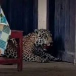 Acusado de matar a un jaguar en Guayaramerín enfrenta pedido de detención preventiva y recibe respaldo vecinal