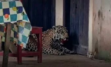 Acusado de matar a un jaguar en Guayaramerín enfrenta pedido de detención preventiva y recibe respaldo vecinal