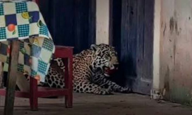 Acusado de matar a un jaguar en Guayaramerín enfrenta pedido de detención preventiva y recibe respaldo vecinal