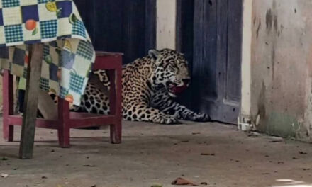 Jaguar muere a tiros tras ingresar a una vivienda en Guayaramerín