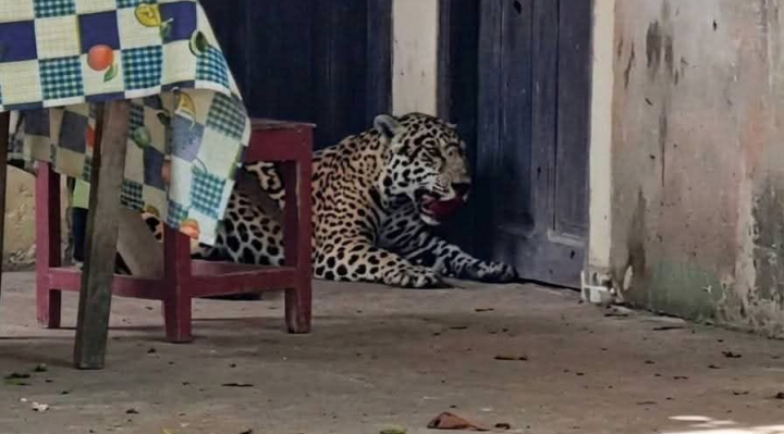 Jaguar muere a tiros tras ingresar a una vivienda en Guayaramerín
