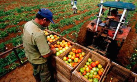 Productores de granos advierten riesgo para la seguridad alimentaria por el DS 5676