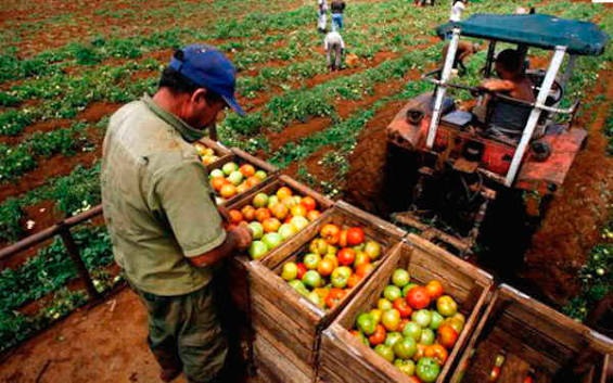 Productores de granos advierten riesgo para la seguridad alimentaria por el DS 5676