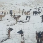 Más de 1.000 camélidos mueren por nevadas y heladas en Cocapata