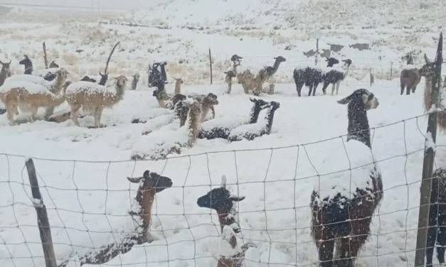 Más de 1.000 camélidos mueren por nevadas y heladas en Cocapata