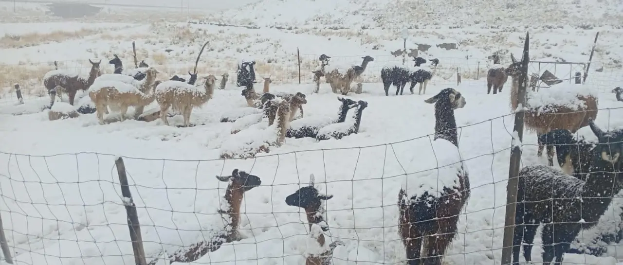 Más de 1.000 camélidos mueren por nevadas y heladas en Cocapata