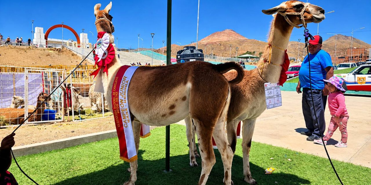 Llama de 229 kilos destaca como el ejemplar más pesado de la Feria de Camélidos en Potosí