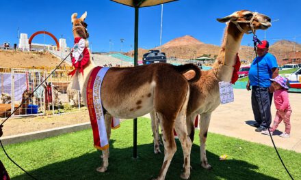 Llama de 229 kilos destaca como el ejemplar más pesado de la Feria de Camélidos en Potosí